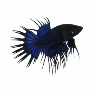 Betta Crowntail Blue Male WYSIWYG