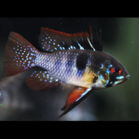 Black Ramirezi