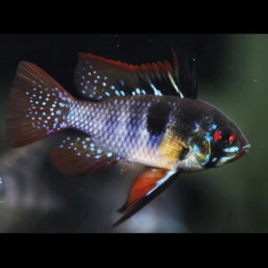 Black Ramirezi