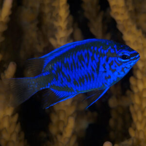 Chrysiptera Springeri, Royal Blue Damsel