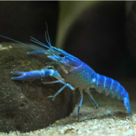 Καραβίδα Electric Blue