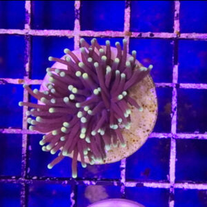 Euphyllia Glabrescens Rasta Torch