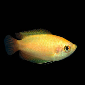 Gourami Dwarf Golden Honey