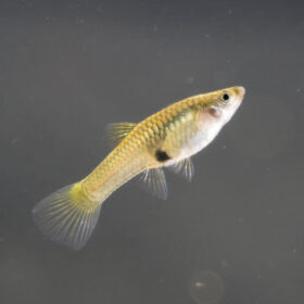 Guppy Endlers Female