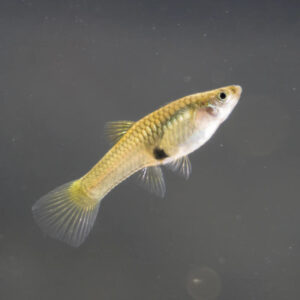 Guppy Endlers Female