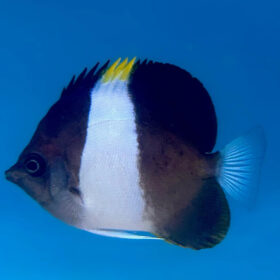 Hemitaurichthys Zoster, Black Pyramid Butterflyfish