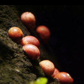 Pink Lady snail