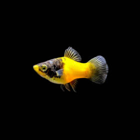 Platy Bumblebee