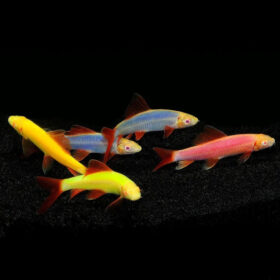 Rainbow Shark Glow Mix