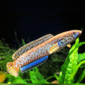 Rainbow snakehead