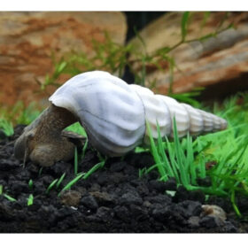 White Hercules Snail