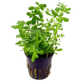 Bacopa Monnieri Pot