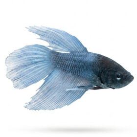 Betta Splendens Male Electric Blue WYSIWYG