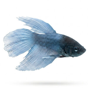 Betta Splendens Male Electric Blue WYSIWYG