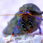 Clibanarius Tricolor (Blue leg hermit crab) - Image 2