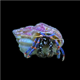 Clibanarius Tricolor, Blue leg hermit crab
