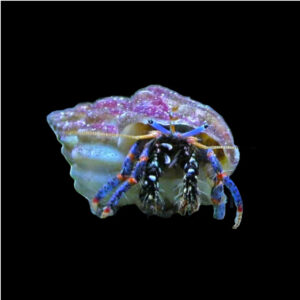 Clibanarius Tricolor, Blue leg hermit crab