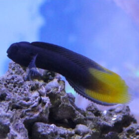 Enchelyurus Flavipes, Yellow Tail Midas Blenny