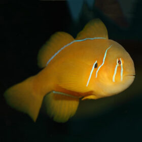 Gobiodon Citrinus, Saffron Coral Goby
