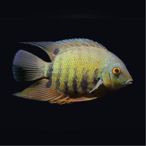 Green Severum Cichlid