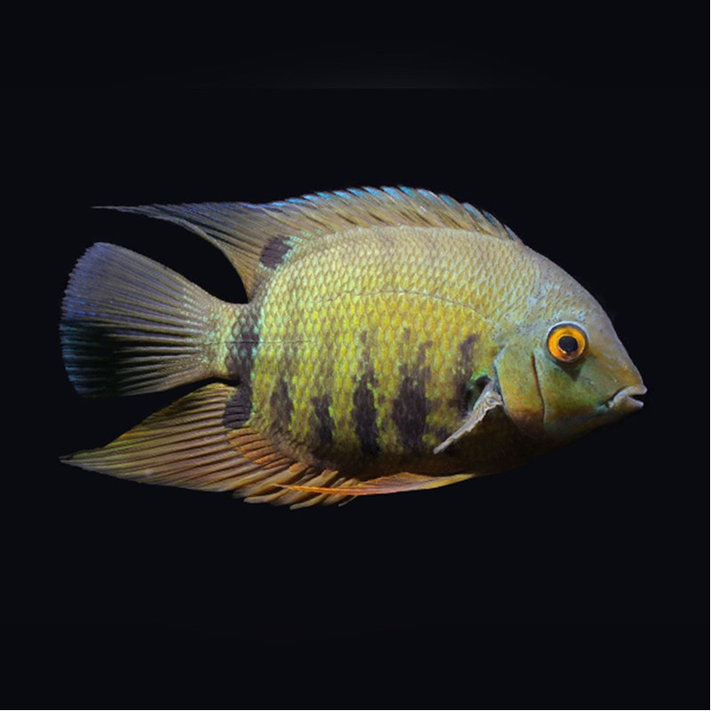 Green Severum Cichlid Aber aquatic Green Severum Cichlid