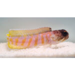 Opistognathus Randalli (Gold-specs Jawfish) - Image 2