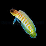Opistognathus Randalli (Gold-specs Jawfish)