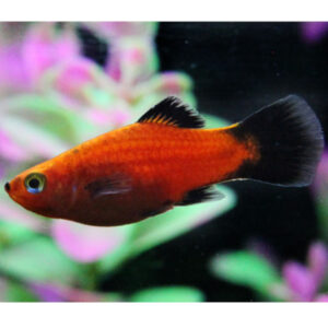 Platy Red Wagtail