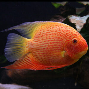 Red Spotted Gold Severum