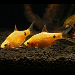 Rosy Barb Yellow