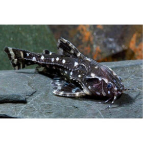 Spotted Raphael Catfish