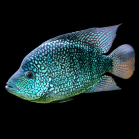 Texas Cichlid