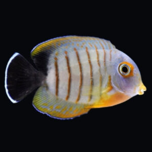 Acanthurus Tristis, Mimic Surgeonfish