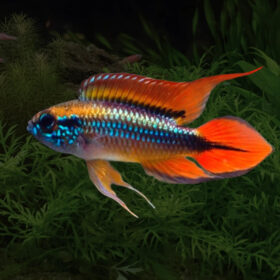 Agassizi's Dwarf Cichlid (Apistogramma agassizii)