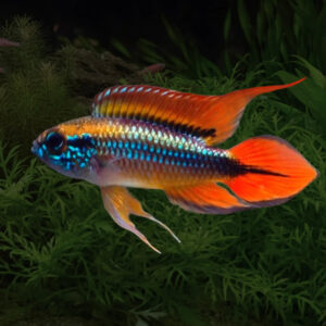 Agassizi's Dwarf Cichlid (Apistogramma agassizii)