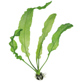 Aponogeton henkelianus bulb