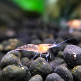 Cherry Shrimp