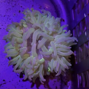 Condylactis Gigantea Anemone