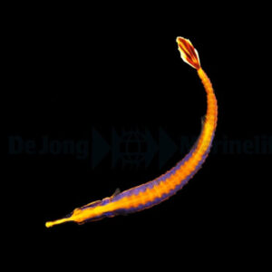 Doryrhamphus Bicarinatus, Narrowstripe pipefish