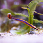 Doryrhamphus Bicarinatus, Narrowstripe pipefish