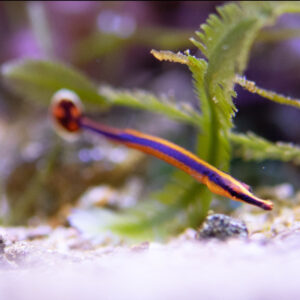 Doryrhamphus Bicarinatus, Narrowstripe pipefish