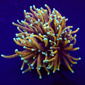 Euphyllia Glabrescens NY Knicks Torch