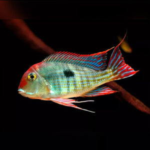 Geophagus Red Head Tapajos