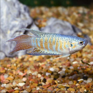 Gourami Paradise Blue