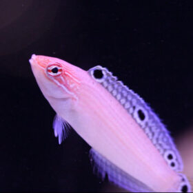 Halichoeres Trispilus, Triplespot wrasse