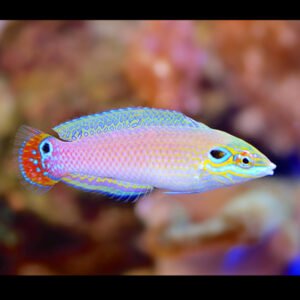 Halichoeres Trispilus, Triplespot wrasse