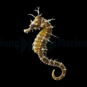Hippocampus Erectus, Longsnout seahorse