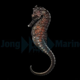 Hippocampus Kuda, Kuda Seahorse