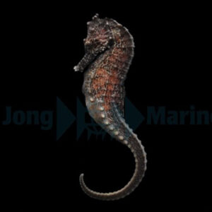 Hippocampus Kuda, Kuda Seahorse