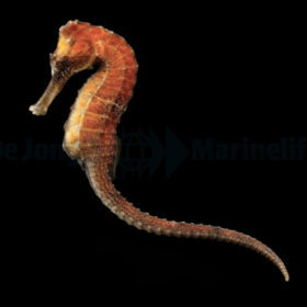 Hippocampus Reidi, Longsnout seahorse